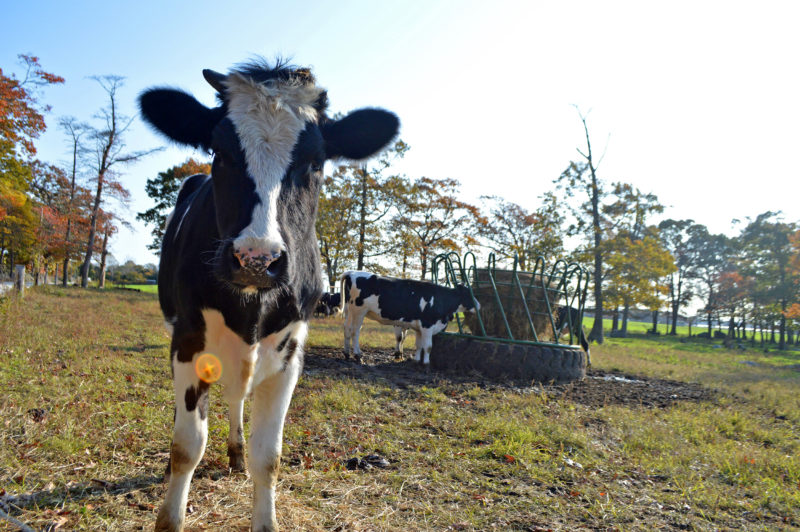 young dairy cow on a farm in Fairhaven, Massachusetts