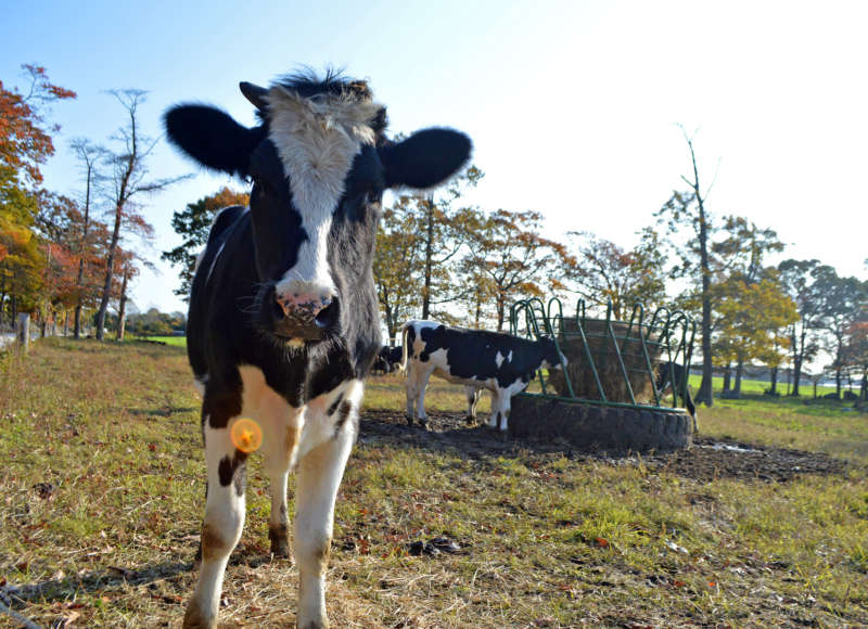 young dairy cow on a farm in Fairhaven, Massachusetts