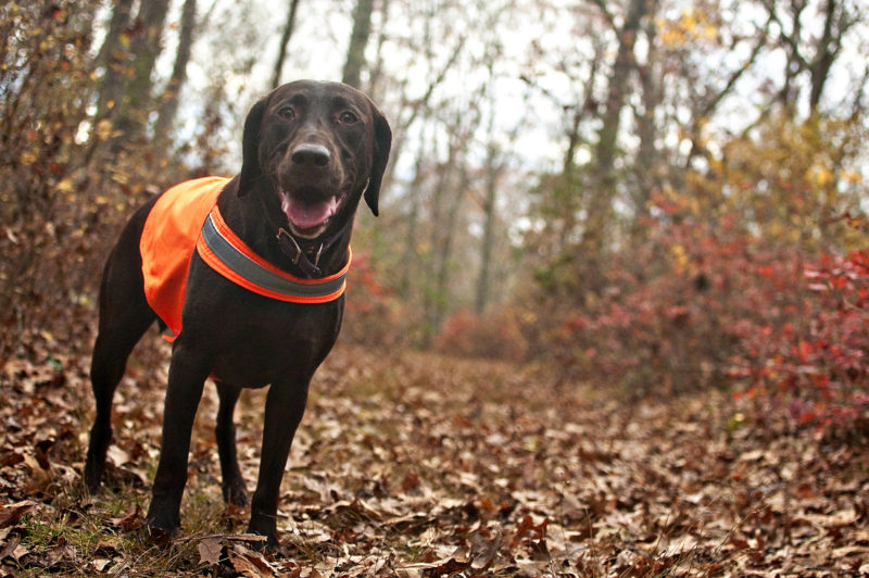 brown dog wearing a blaze orange vest in the woods