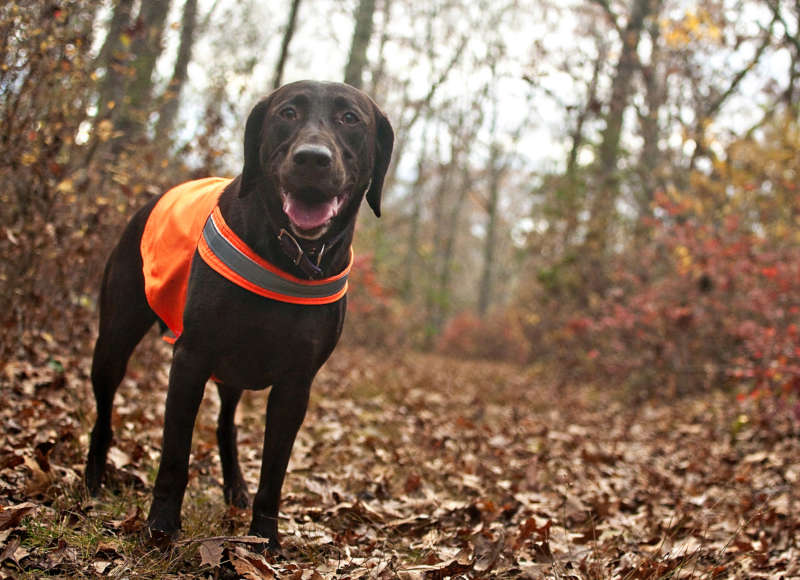 brown dog wearing a blaze orange vest in the woods