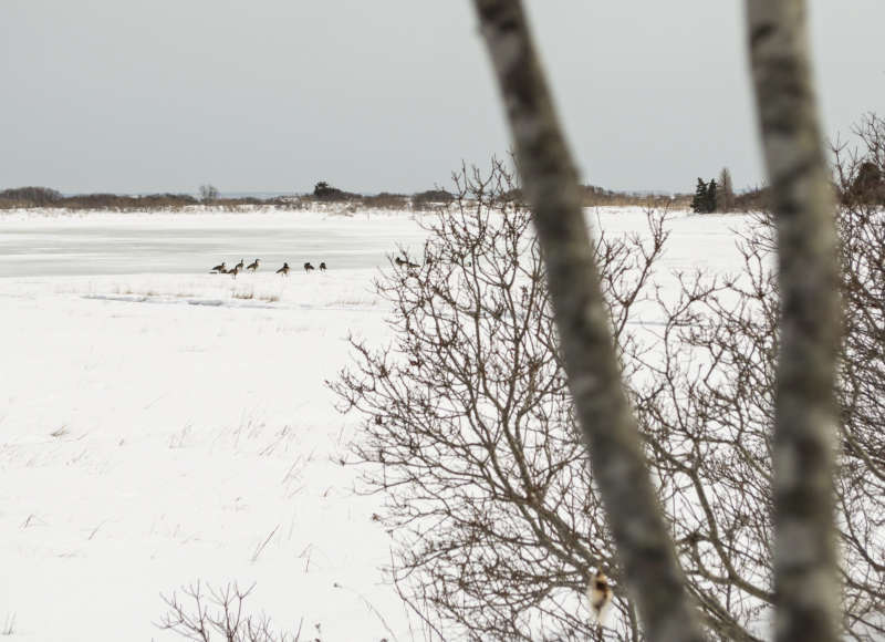 a flock of Canada geese on snowy Allens Pond in Dartmouth