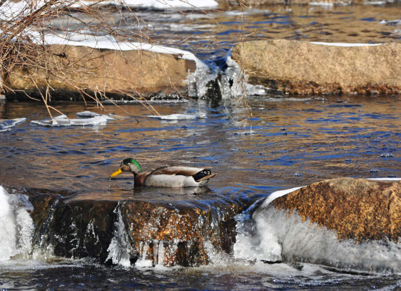 duck on the water in winter at The Sawmill in Acushnet