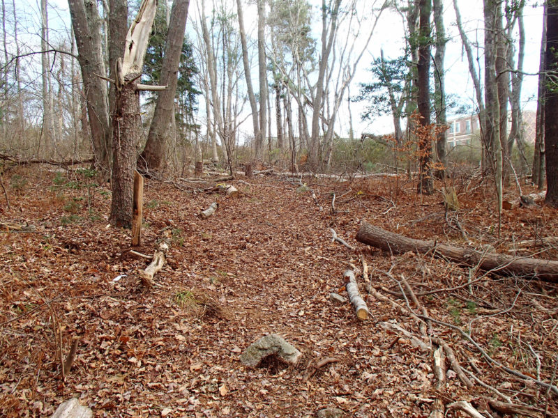 trail through the woods behind East Fairhaven Elementary School