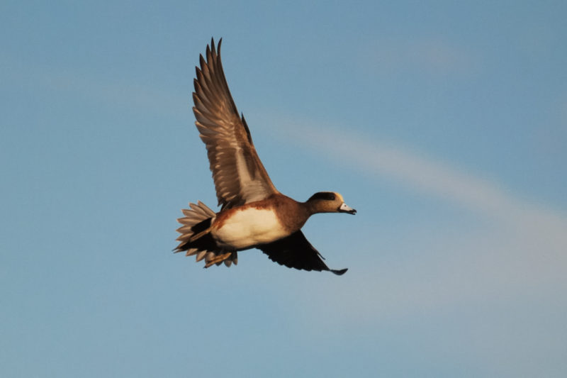 American wigeon