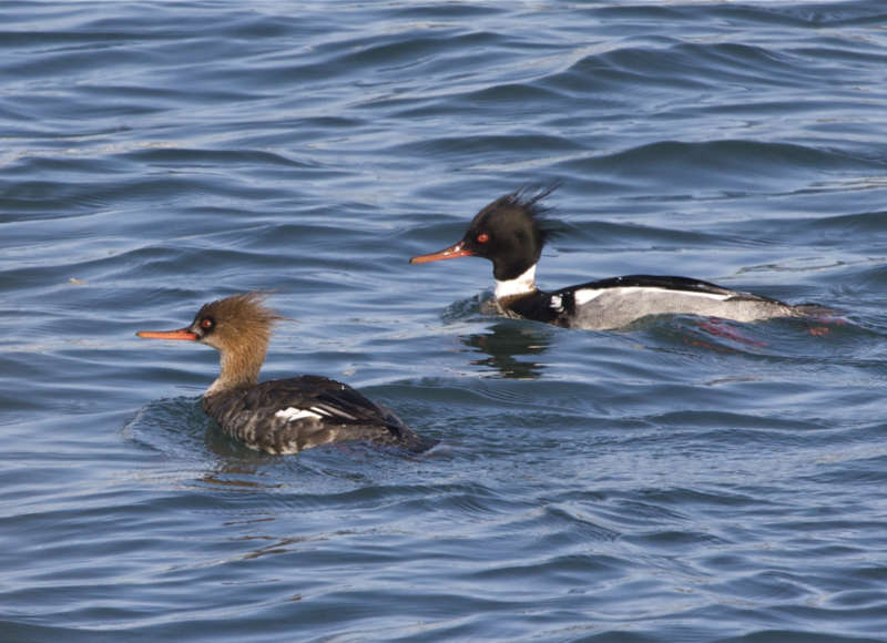 Red-Breasted Mergansers