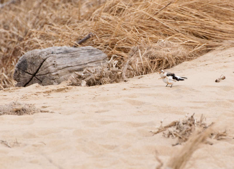 Snow Bunting