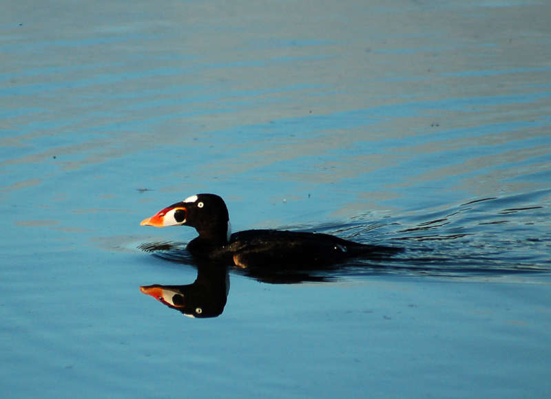 Surf Scoter