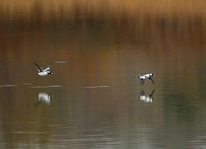 Buffleheads