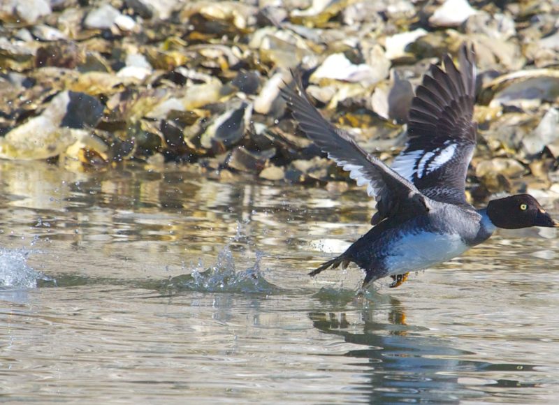 Common goldeneye