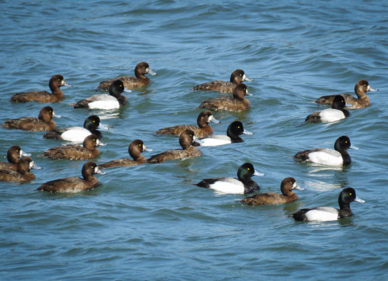 Greater scaup