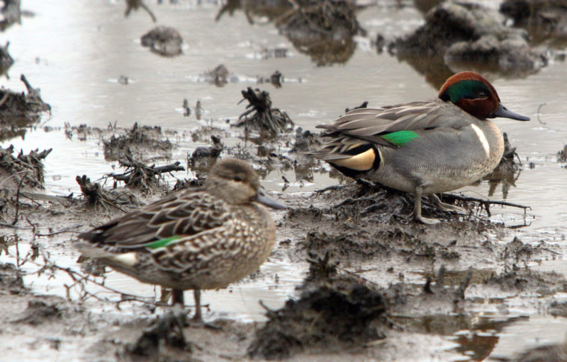 Green-winged teal