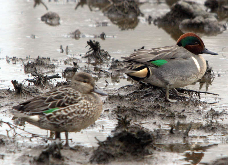 Green-winged teal