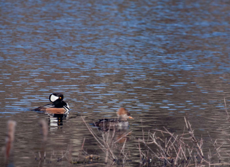 Hooded mergansers