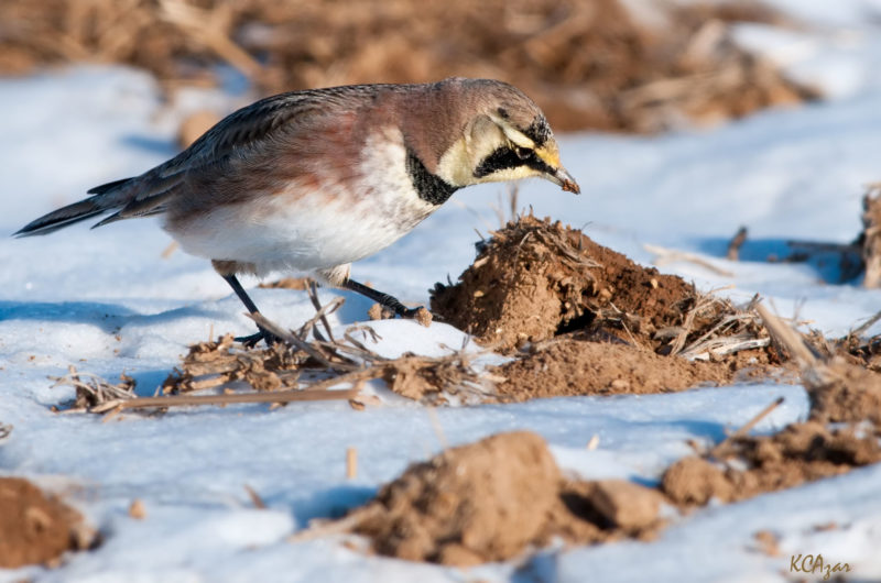 Horned Lark