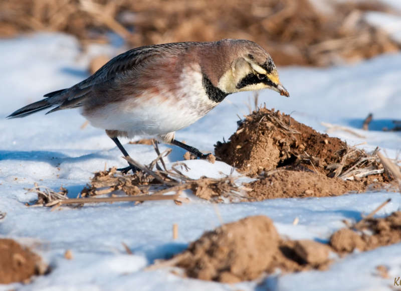 Horned Lark