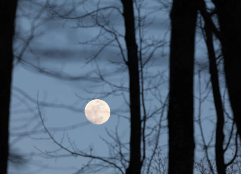 full moon among winter trees