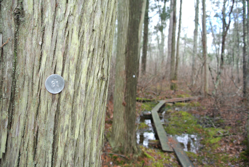 cedar tree and boardwalk through swamp at Copicut Woods in Fall River