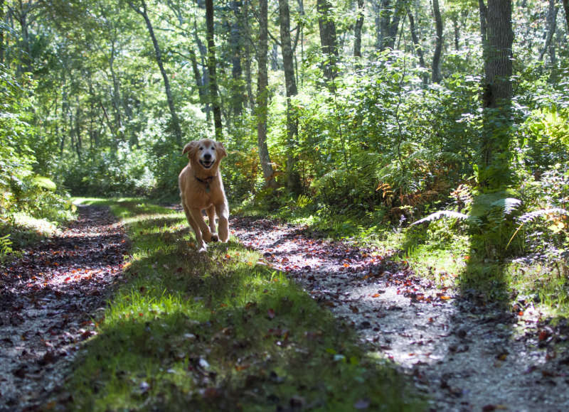 a golden retriever running down the trail at the Munn Preserve in Mattapoisett