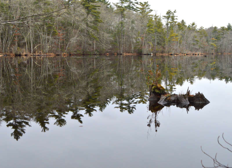 wooded pond at Washburn Park in Marion