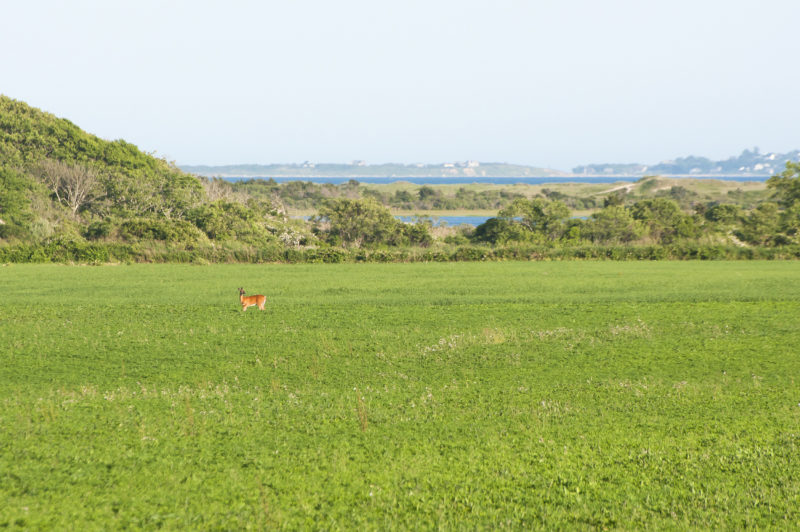 deer standing on farmland on Allens Pond in Dartmouth