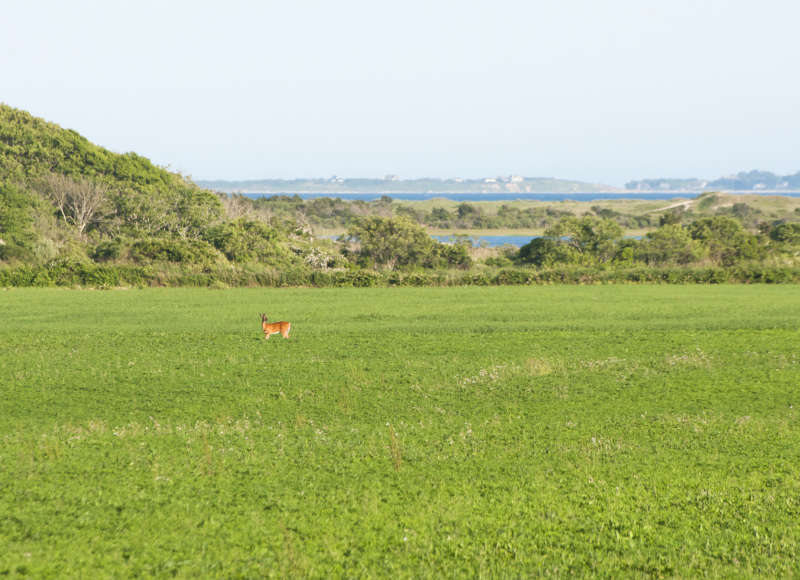 deer standing on farmland on Allens Pond in Dartmouth