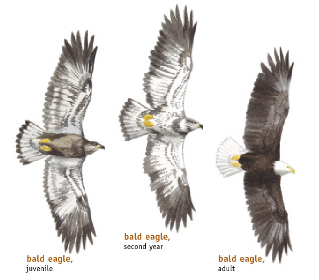 illustration of juvenile and adult bald eagle coloring patterns