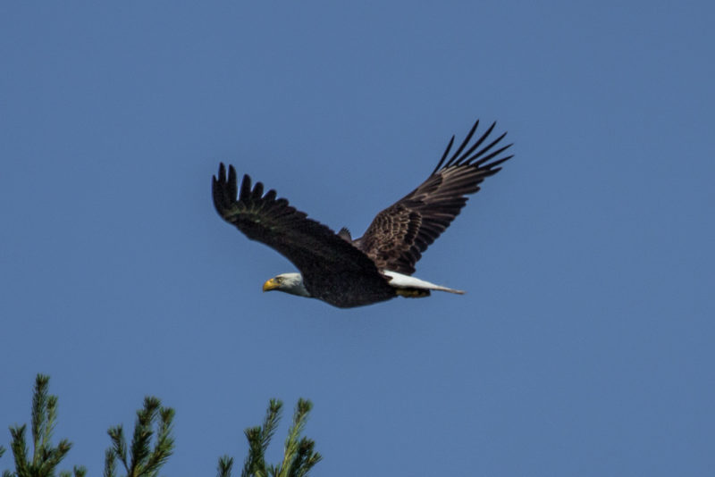 bald eagle flying at Betty's Neck in Lakeville