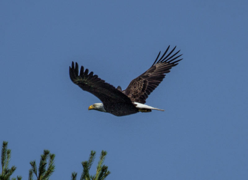 bald eagle flying at Betty's Neck in Lakeville