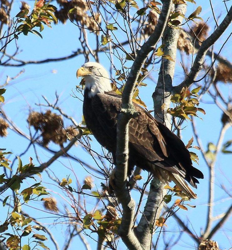 a bald eagle in a tree in Fairhaven
