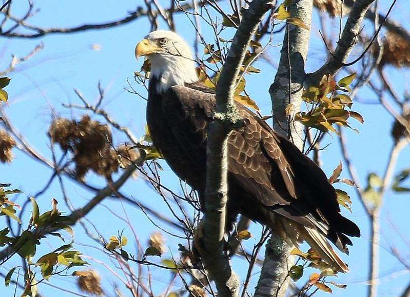 a bald eagle in a tree in Fairhaven