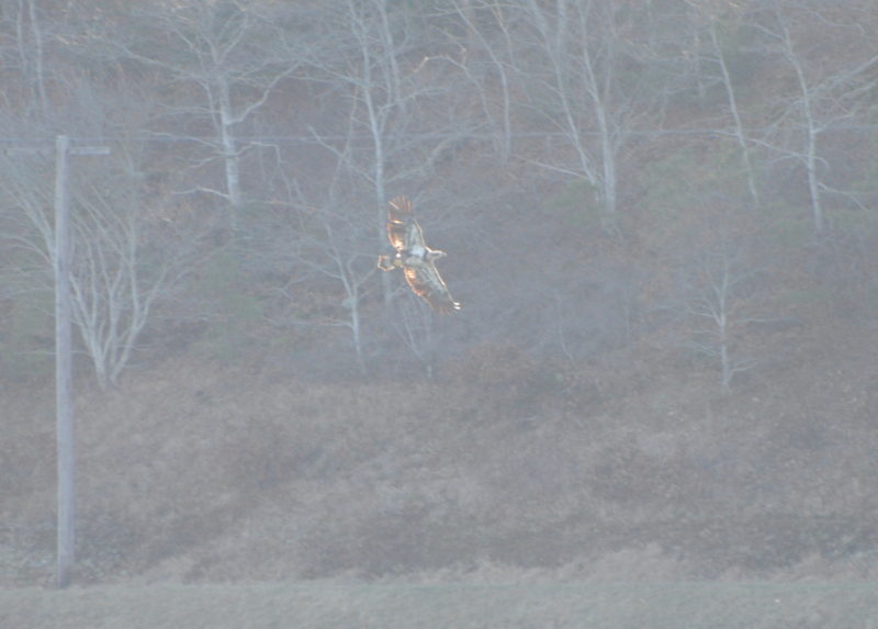 immature bald eagle flying over the Cape Cod Canal