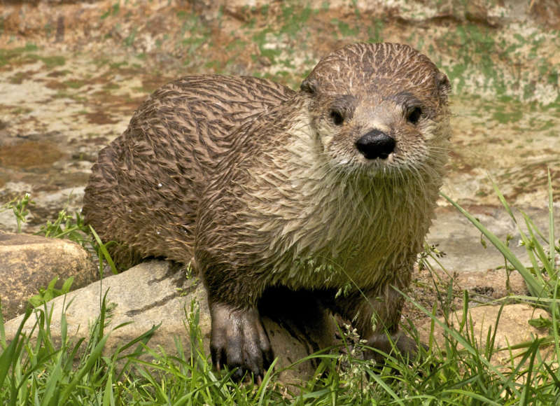 river otter on a rock among grass