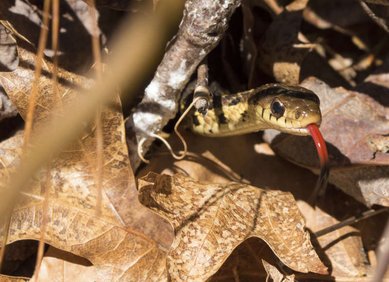 close up of a snake in the leaves at LaPalme Farm in Acushnet