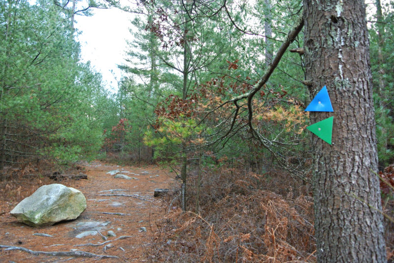 marked trail through the woods at Freetown-Fall River State Forest