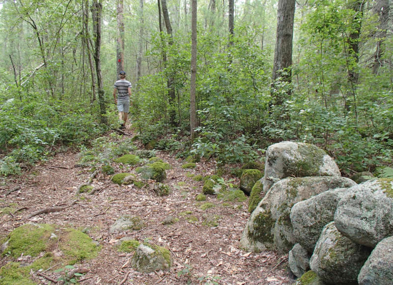 a man walking through the woods at Ridge Hill Reserve in Dartmouth