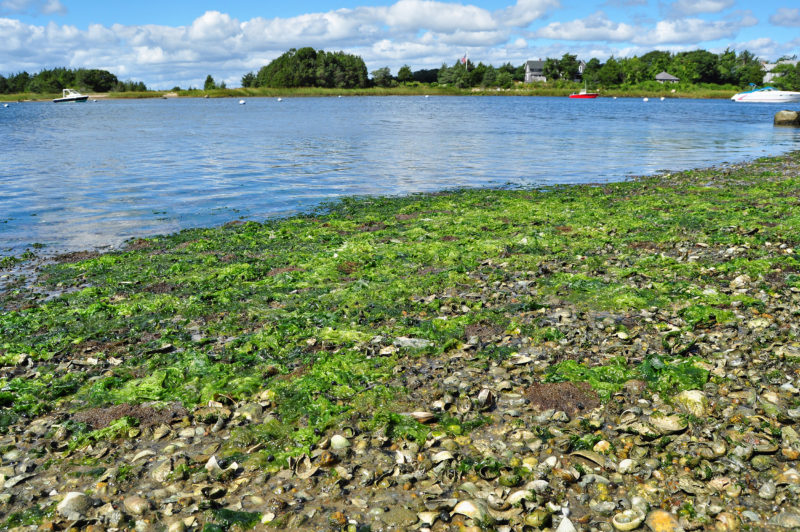algae growing along the shoreline of West Falmouth Harbor