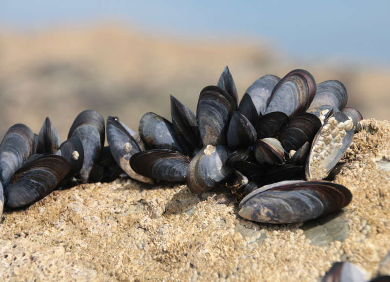blue mussels and barnacles attached to a rock