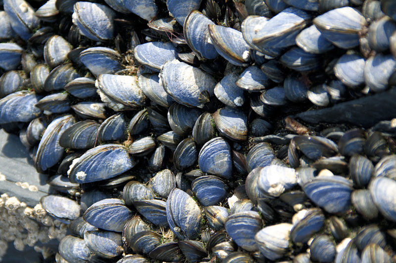 blue mussels on the Atlantic coast