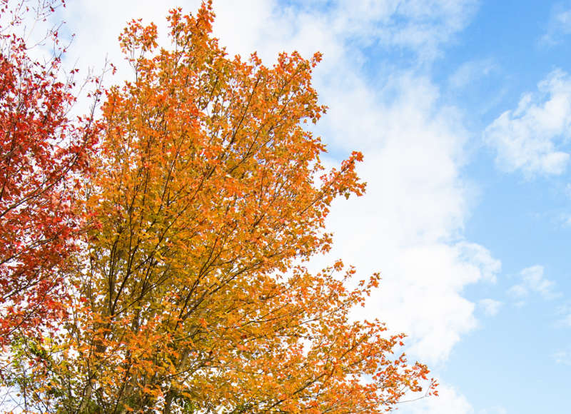 fall foliage at LaPalme Farm in Acushnet