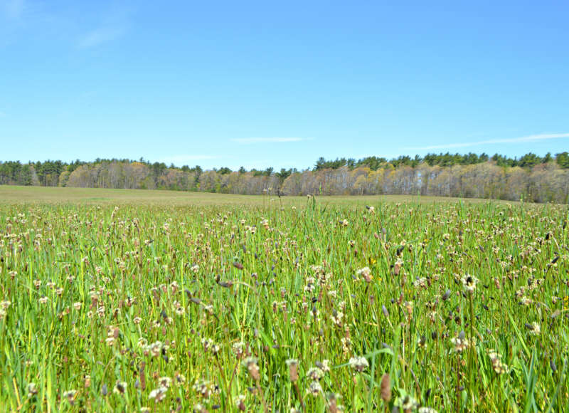 meadow along the Field Trail at Betty's Neck in Lakeville