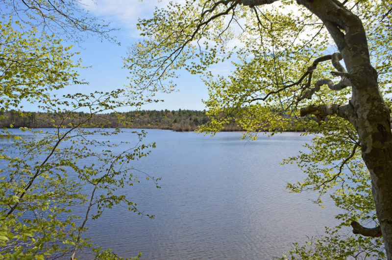 view of Assawompset Pond from Betty's Neck in Lakeville