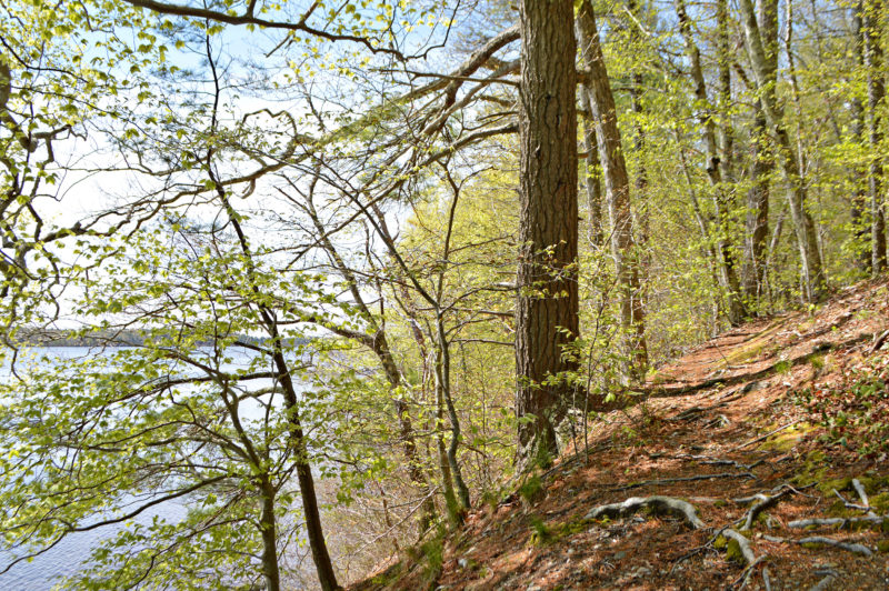 trail through the woods along Assawompset Pond at Betty's Neck in Lakeville