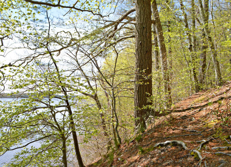 trail through the woods along Assawompset Pond at Betty's Neck in Lakeville