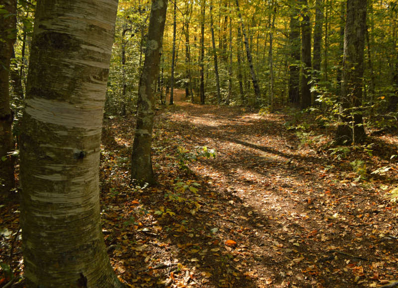 trail through the woods at Betty's Neck in Lakeville