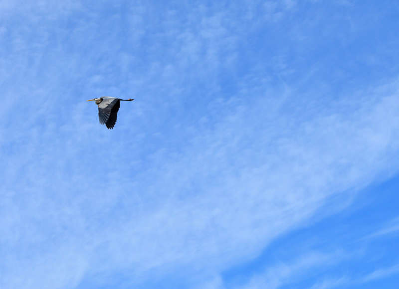 great blue heron flying at Betty's Neck in Lakeville