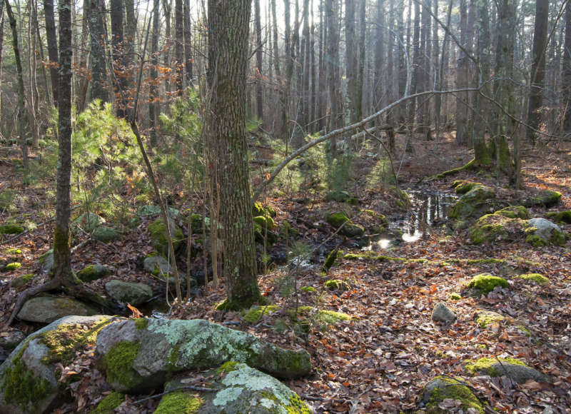 stream through the woods at Ridge Hill Reserve in Dartmouth