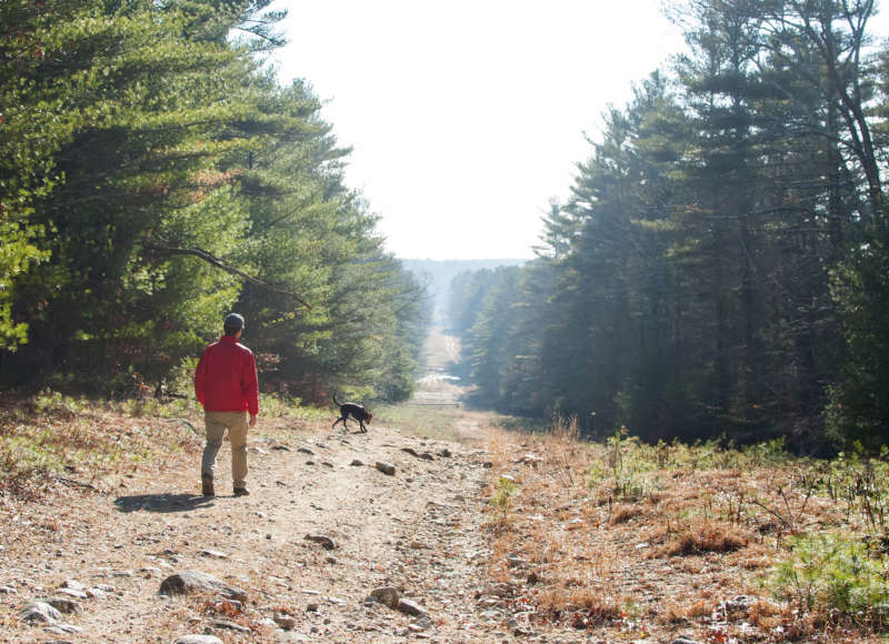 a man and a dog walking on a trail through a clearing at Ridge Hill Reserve in Dartmouth