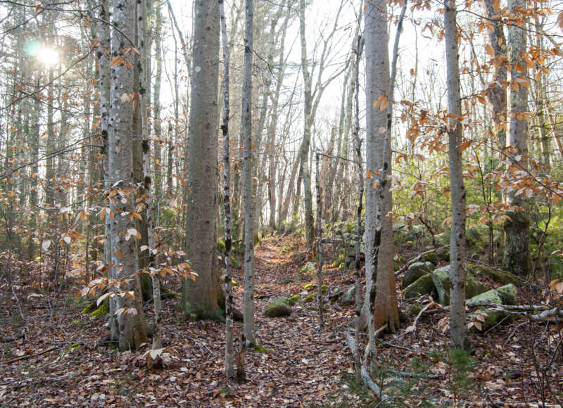 trail through the woods at Ridge Hill Reserve in Dartmouth