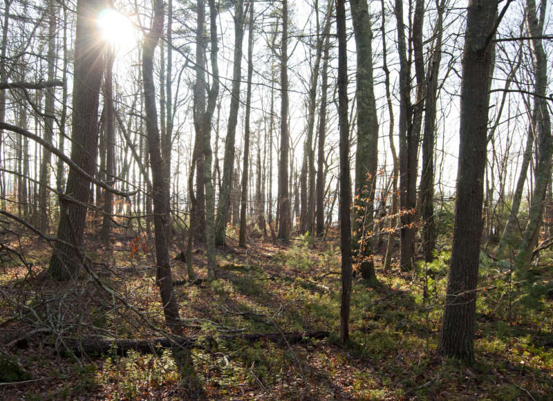 woods along the Copicut Reservoir at Ridge Hill Reserve in Dartmouth