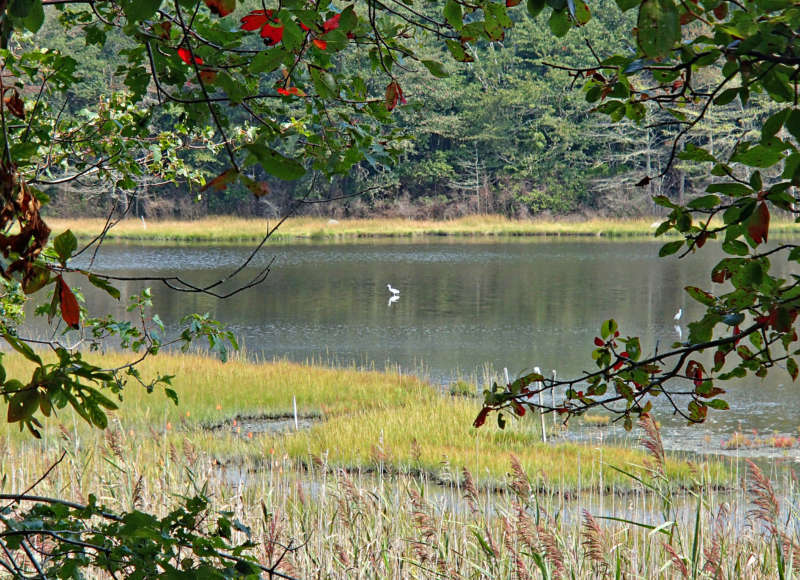 egrets in Nonquitt Marsh from Smith Farm in Dartmouth